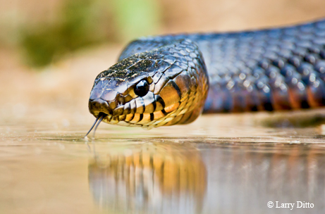 Snake